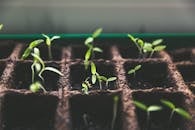 Close-up of green sprouts emerging from soil in seed trays, symbolizing growth and vitality.